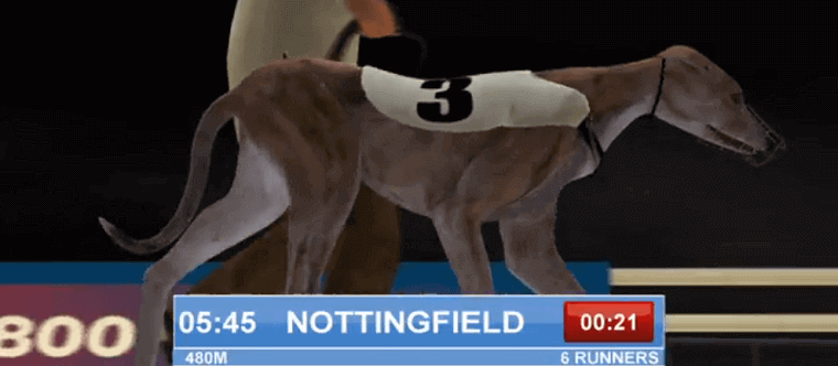 Betfred's Virtual Greyhounds Racings